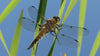 Four-Spotted Skimmer Dragonfly Leggings