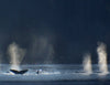 Men's Whales in Silver Bay Leggings